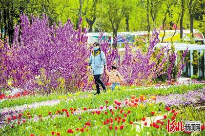 石家庄植物园今年花卉图片,石家庄植物园花开了吗2021