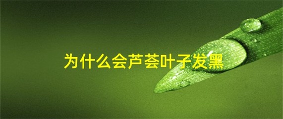 盆栽为什么发黑,盆栽里的黑色是什么东西