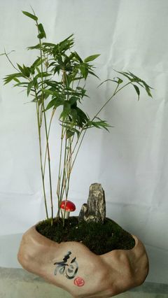 盆栽花卉欣赏,盆栽花卉种植方法大全