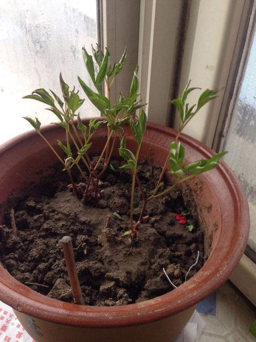 芍药的盆栽种植方法[芍药花盆栽的种植方法和注意事项]