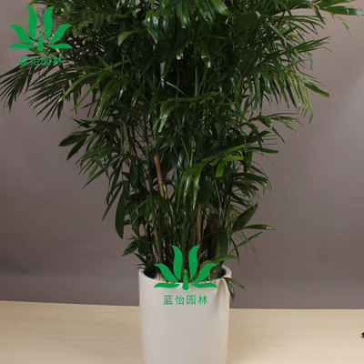 观赏植物盆栽,观赏植物盆栽 北方