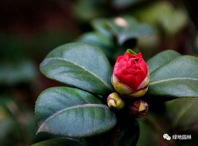 山茶花的养殖方法盆栽图片,山茶花的养殖方法盆栽图片