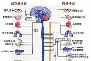 植物神经功能紊乱的症状与表现[老人植物神经功能紊乱的症状与表现]