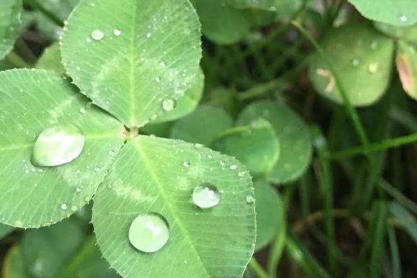 三叶草种植[三叶草种植时间和方法]