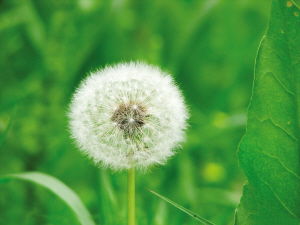 最新款鲜花花束[花生和蒲公英可以一起吃吗]