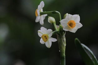 水仙花的花语是啥[水仙花花语代表什么]