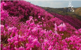 野生映山红花图片[野生映山红花后修剪示意图]