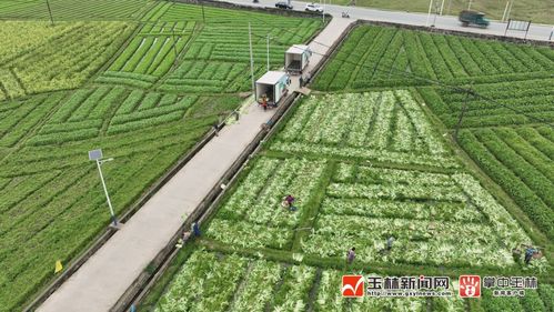 2022年不愁销路的种植[2021年种植什么蔬菜前景比较好]