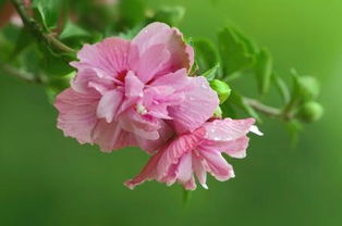 十月什么花开的季节[十月什么花开的季节最美]