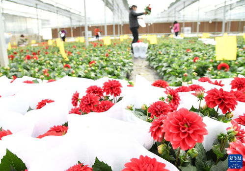 中国4大花卉种植基地[中国有名的花卉种植基地]