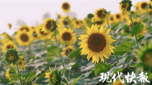 蓝霸鼠尾草[蓝霸鼠尾草花期]