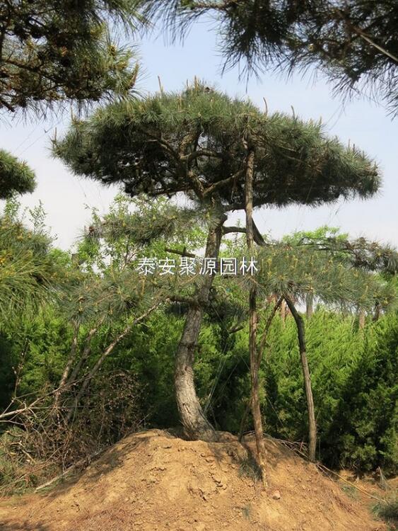 油松苗圃基地[油松苗多少钱一棵]