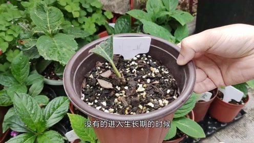 绣球花能上复合肥吗,绣球花可以施肥吗