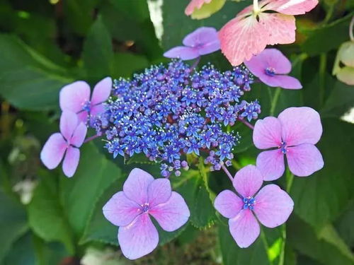 绣球花期能换盆吗冬天,绣球花花期可以换盆吗