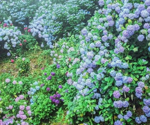 绣球花开花期施什么肥好,绣球花开花期间怎么施肥