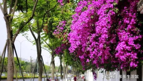 厦门三角梅几月开花,三角梅厦门靓丽的风景