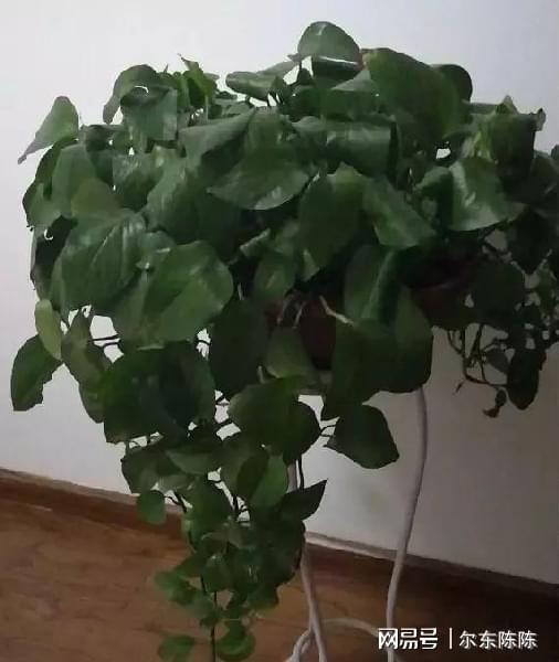 花卉植物施肥[花卉植物施肥方案]