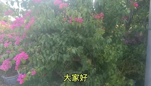 花卉种植施肥技术,如何施花卉肥料