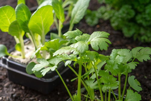 给花施肥是什么意思[给花施肥用什么肥料最好]