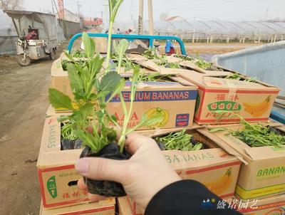 山东有什么野生花卉出名,山东的野生植物