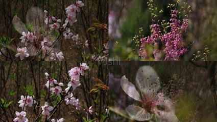 简易花卉小视频制作,简易花卉小视频制作教程