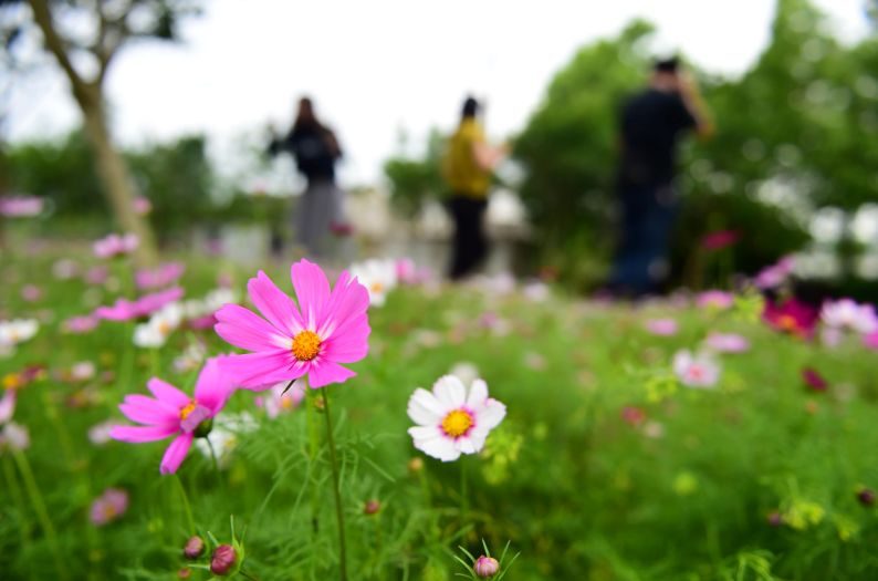 合肥面积最大的花卉园林,合肥面积最大的花卉园林公园