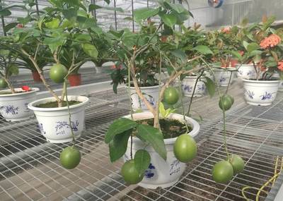 花卉种植需要营养液嘛,种植花卉需要全部用营养土吗