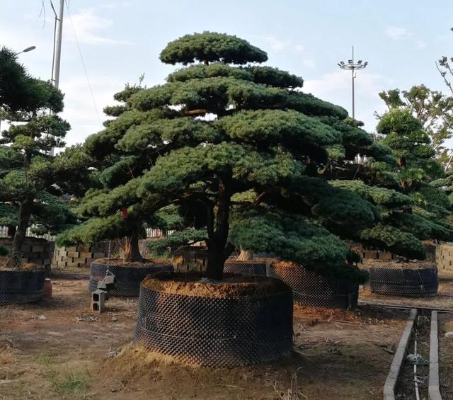 宁波花卉种植养护收费标准,宁波花卉苗圃基地