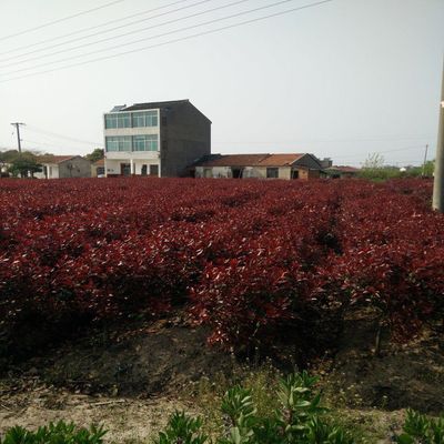 花卉苗木产地在哪里,花卉苗木产业