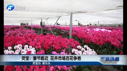 叶县有花卉市场么,叶县哪里有卖花的