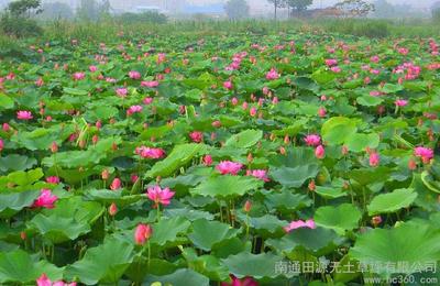 石家庄水生花卉种苗基地,石家庄水生花卉种苗基地在哪