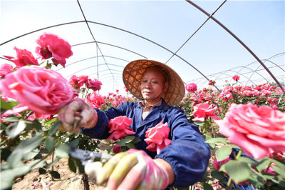 定州花卉市场地址,定州花圃市场