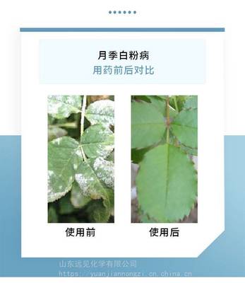 花卉碳疽叶子症状图片,花树炭疽病用什么药好