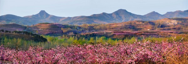 临沂国际花卉艺术节,临沂花卉展览