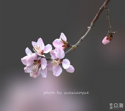 怎样制作花卉黑色背景视频,怎么把花的背景调黑