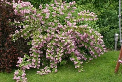 宜兴本地花卉租赁服务电话,宜兴花卉种植基地