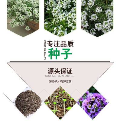 园林播种的花卉是什么,园林播种的花卉是什么意思