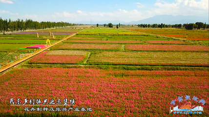 花卉产业科技专项方案,花卉产业实施方案