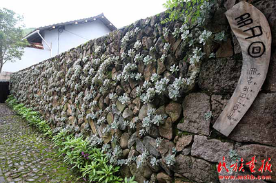 种植花卉各种石头作用视频,石头种花的图片欣赏